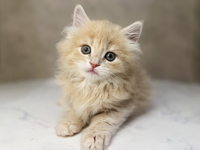 東京都のサイベリアン (ペッツファーストららぽーと立川立飛店/2025年12月30日生まれ/男の子/クリームタビー)の子猫の1枚目の画像