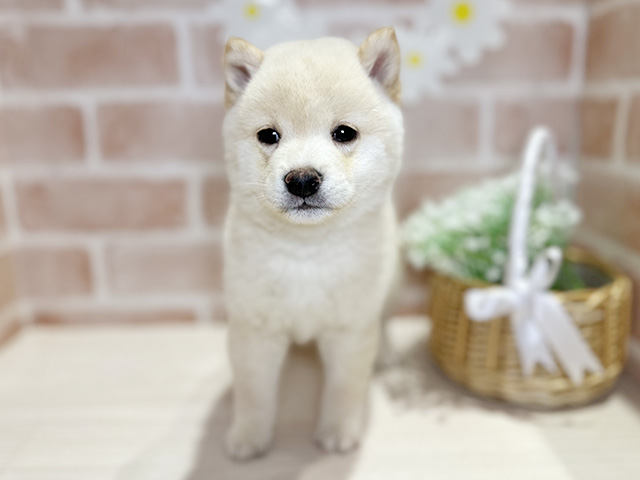 岡山県の豆柴 (ペッツファースト倉敷店/2025年12月31日生まれ/男の子/白)の子犬の1枚目の画像