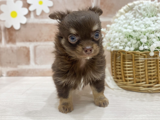 福岡県のチワワ(ロング) (ペッツファースト筑紫野店/2025年12月31日生まれ/男の子/チョコレートタンホワイト)の子犬