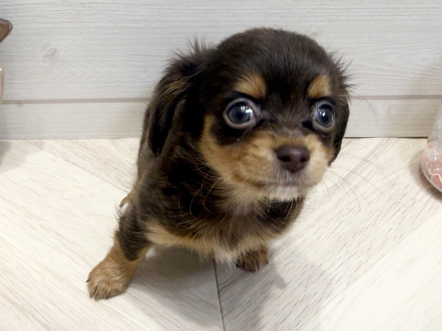 広島県のチワックス(チワワ×ダックス) (ペッツファースト広島府中店/2025年12月31日生まれ/女の子/チョコレートタンホワイト)の子犬