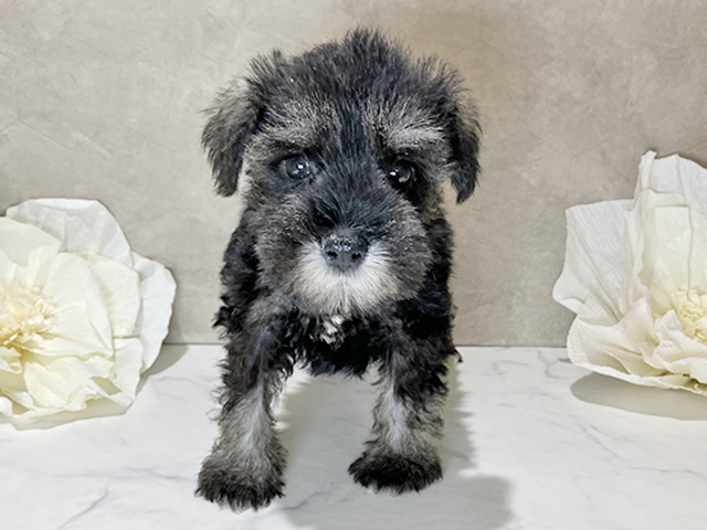 茨城県のミニチュアシュナウザー (ペッツファースト土浦店/2025年12月23日生まれ/女の子/ソルトペッパー)の子犬の1枚目の画像