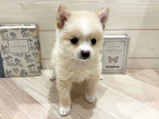 愛知県のチワ柴/柴チワ/チワシバ(チワワ×柴) (ペッツファースト岡崎店/2025年12月31日生まれ/女の子/白)の子犬の1枚目の画像