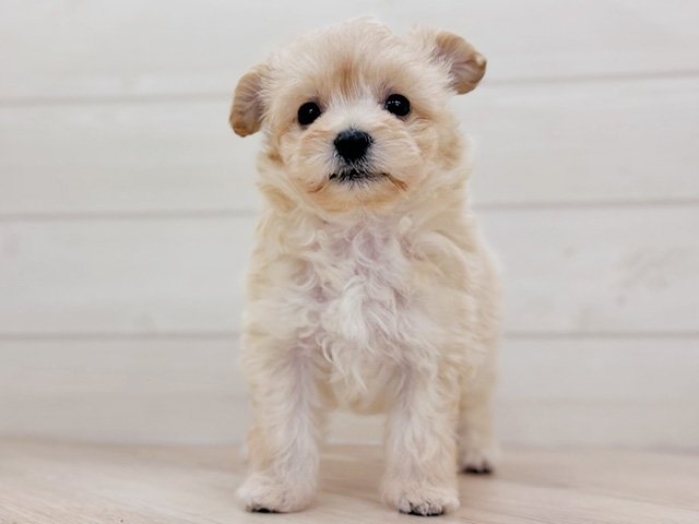 トイプードルミックス