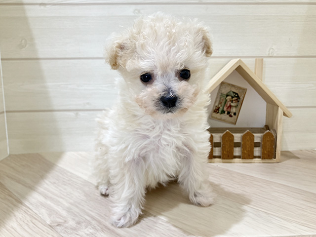 トイプードルミックス