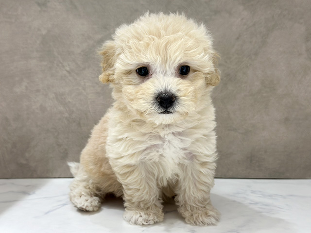 京都府のビションプー(ビションフリーゼ×プードル) (ペッツファースト京都四条河原町店/2025年12月31日生まれ/男の子/クリーム)の子犬