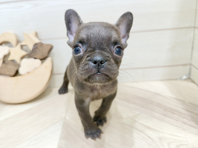 広島県のフレンチブルドッグ (ペッツファースト広島府中店/2025年12月10日生まれ/男の子/チョコレート)の子犬