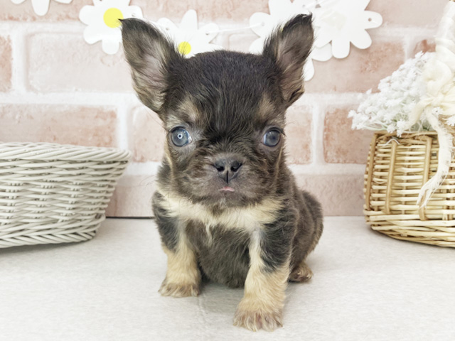 東京都のフレンチブルドッグ (ペッツファーストお台場店/2025年12月10日生まれ/女の子/チョコレートタン)の子犬