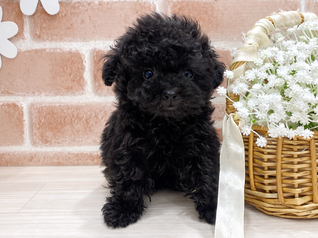 福岡県のトイプードル(タイニー) (ペッツファースト筑紫野店/2025年12月31日生まれ/男の子/ブラック)の子犬の1枚目の画像
