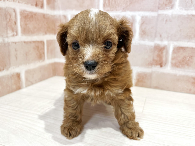 東京都のチワプー/プーチー(チワワ×プードル) (ペッツファースト荻窪店/2025年12月30日生まれ/男の子/レッドホワイト)の子犬