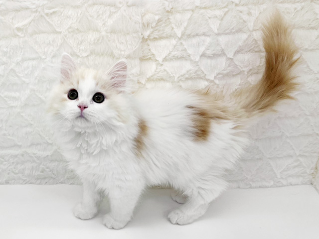 京都府のマンチカン (ペッツファースト京都八幡店/2026年1月3日生まれ/男の子/レッドタビーホワイト)の子猫の1枚目の画像