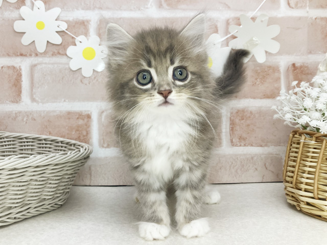 東京都のサイベリアン (ペッツファーストお台場店/2025年12月31日生まれ/男の子/ブルータビーホワイト)の子猫の1枚目の画像