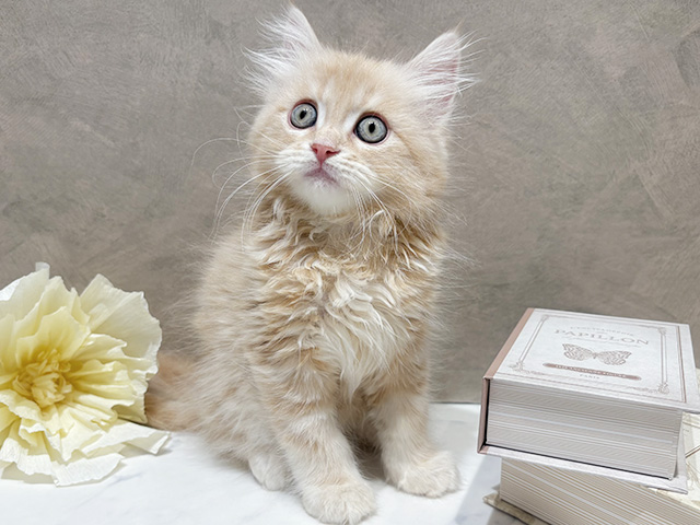 東京都のサイベリアン (ペッツファースト代官山店/2025年12月30日生まれ/男の子/クリームタビー)の子猫の1枚目の画像