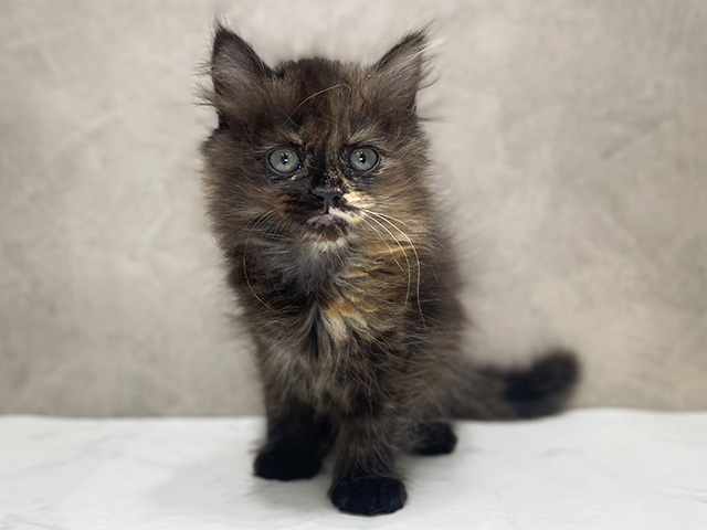 千葉県のサイベリアン (ペッツファーストららぽーとTOKYO-BAY店/2025年12月31日生まれ/女の子/トーティー)の子猫の1枚目の画像