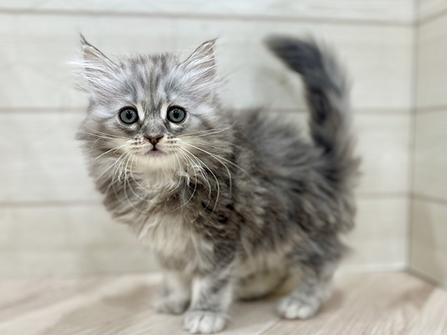東京都のサイベリアン (ペッツファースト吉祥寺サンロード店/2025年12月31日生まれ/女の子/ブルーシルバーパッチドタビー)の子猫の1枚目の画像