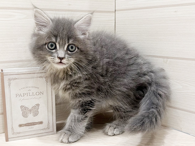 愛知県のサイベリアン (ペッツファースト名古屋栄店/2025年12月31日生まれ/男の子/ブルータビー)の子猫の1枚目の画像