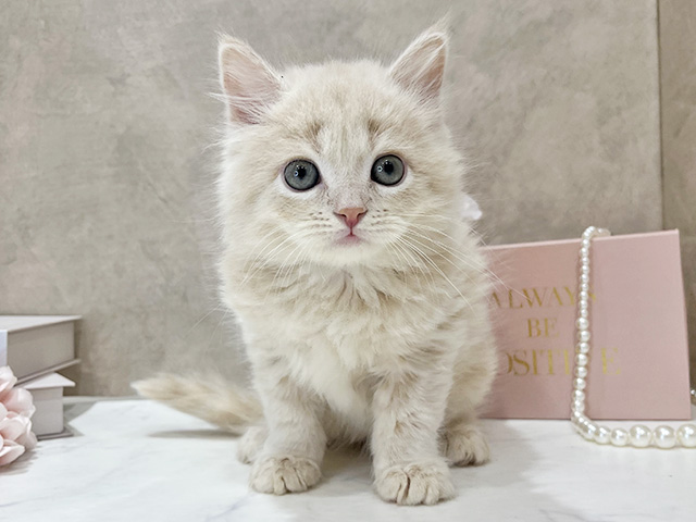 東京都のサイベリアン (ペッツファースト新宿店/2025年12月31日生まれ/男の子/クリームタビー)の子猫の1枚目の画像