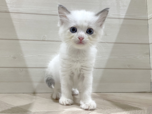 福岡県のラグドール (ペッツファースト福岡天神店/2025年12月31日生まれ/女の子/ブルーポイントバイカラー)の子猫