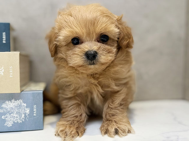 埼玉県のマルプー(マルチーズ×プードル) (ペッツファースト川口店/2026年1月1日生まれ/女の子/アプリコット)の子犬の1枚目の画像