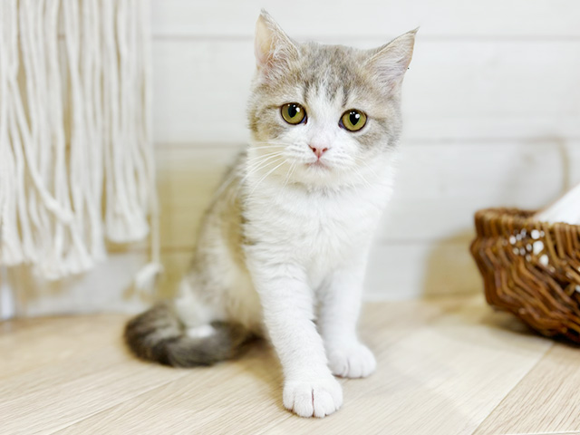 東京都のブリティッシュショートヘアー (ペッツファースト昭島店/2025年12月25日生まれ/女の子/ブルータビーホワイト)の子猫