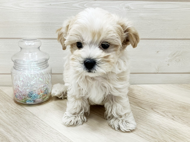 埼玉県のマルプー(マルチーズ×プードル) (ペッツファーストふじみ野店/2025年12月28日生まれ/男の子/アプリコット)の子犬の1枚目の画像