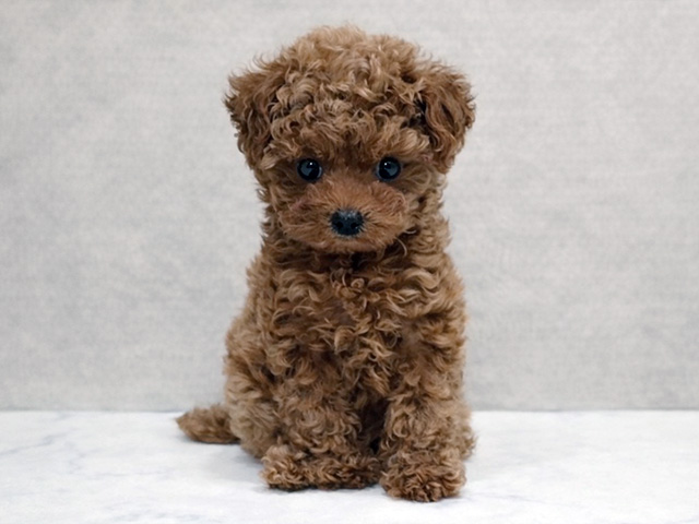 トイプードル