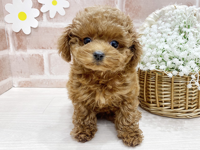 福岡県のトイプードル(タイニー) (ペッツファースト筑紫野店/2025年12月30日生まれ/女の子/レッド)の子犬の1枚目の画像