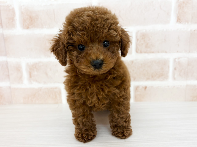 埼玉県のトイプードル(トイ) (ペッツファーストさいたま新都心店/2025年12月31日生まれ/男の子/レッド)の子犬の1枚目の画像