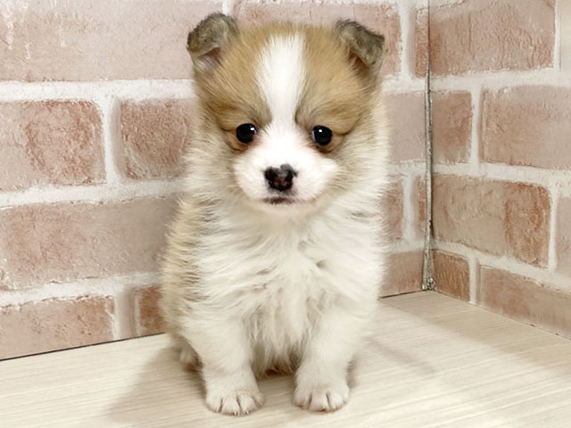 ウェルシュコーギーペンブロークミックス