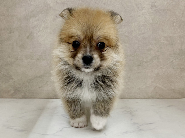 ウェルシュコーギーペンブロークミックス