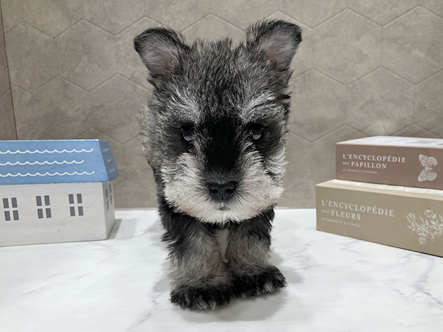 東京都のミニチュアシュナウザー (ペッツファースト晴海店/2026年1月1日生まれ/男の子/ソルトペッパー)の子犬の1枚目の画像