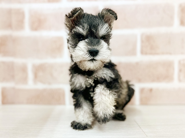 ミニチュアシュナウザー