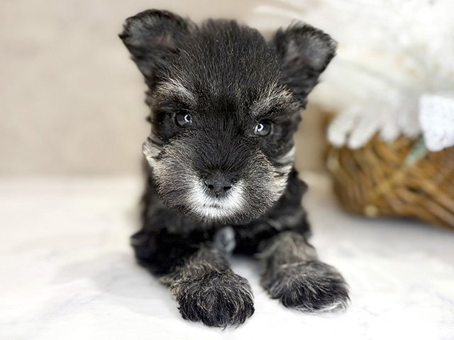 大阪府のミニチュアシュナウザー (ペッツファースト茶屋町店/2026年1月1日生まれ/男の子/ソルトペッパー)の子犬の1枚目の画像