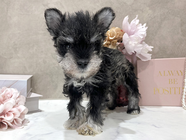 東京都のミニチュアシュナウザー (ペッツファースト新宿店/2026年1月1日生まれ/男の子/ソルトペッパー)の子犬の1枚目の画像