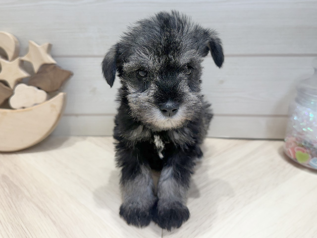 広島県のミニチュアシュナウザー (ペッツファースト広島府中店/2026年1月1日生まれ/女の子/ソルトペッパー)の子犬の1枚目の画像