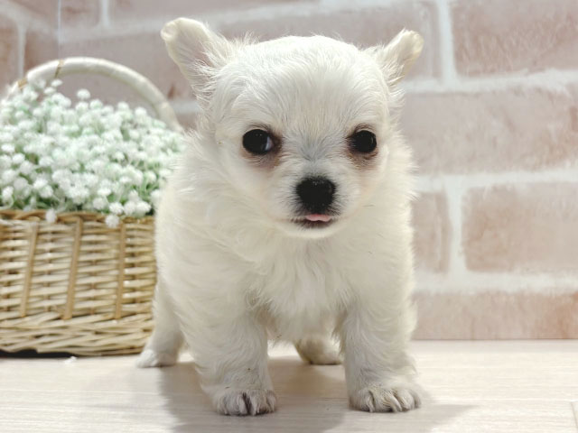 神奈川県のチワワ(ロング) (ペッツファースト横浜元町店/2026年1月1日生まれ/女の子/クリームホワイト)の子犬の1枚目の画像