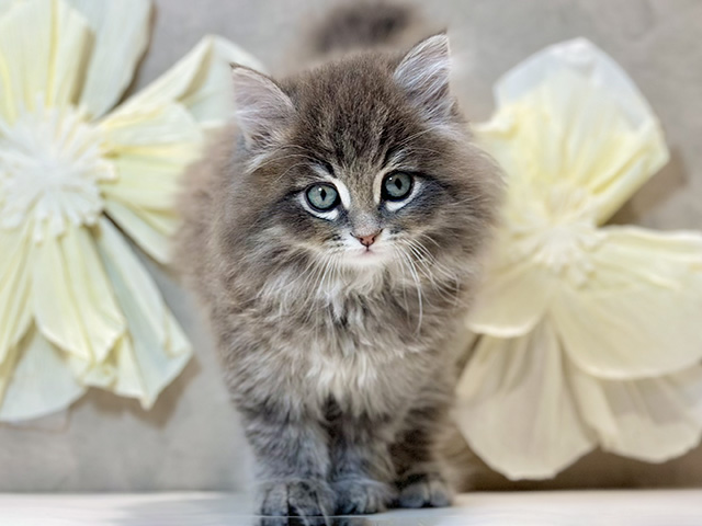 東京都のサイベリアン (ペッツファースト原宿店/2026年1月1日生まれ/男の子/ブルータビー)の子猫の1枚目の画像