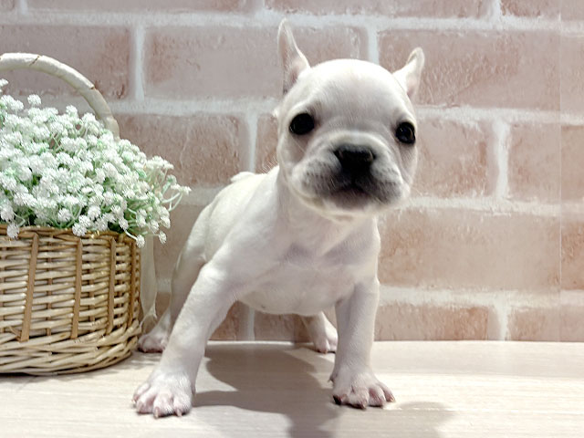 フレンチブルドッグ