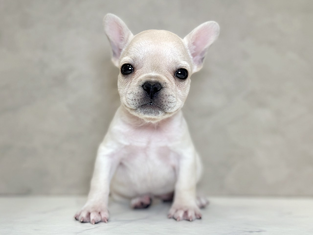 フレンチブルドッグ