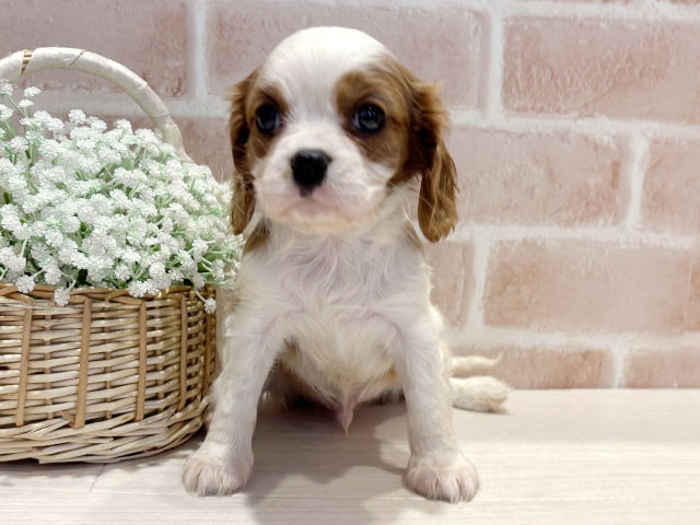 キャバリアキングチャールズスパニエル, 性別 男の子, 誕生日 2026/01/01, 毛色 ブレンハイム, 出身 福岡県, 店舗 横浜元町店(神奈川県), お問い合わせ番号 2535943