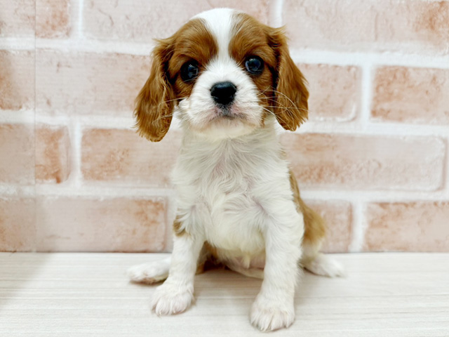 キャバリアキングチャールズスパニエル, 性別 女の子, 誕生日 2026/01/01, 毛色 ブレンハイム, 出身 福岡県, 店舗 茨木店(大阪府), お問い合わせ番号 2535944