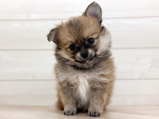 埼玉県のポメチワ/チワポメ/ポメチー(ポメラニアン×チワワ) (ペッツファースト上尾店/2026年1月1日生まれ/女の子/ウルフセーブル)の子犬の1枚目の画像