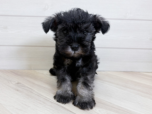 神奈川県のミニチュアシュナウザー (ペッツファースト大和鶴間店/2026年1月1日生まれ/男の子/ソルトペッパー)の子犬の1枚目の画像