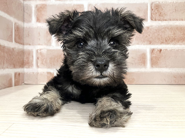 ミニチュアシュナウザー