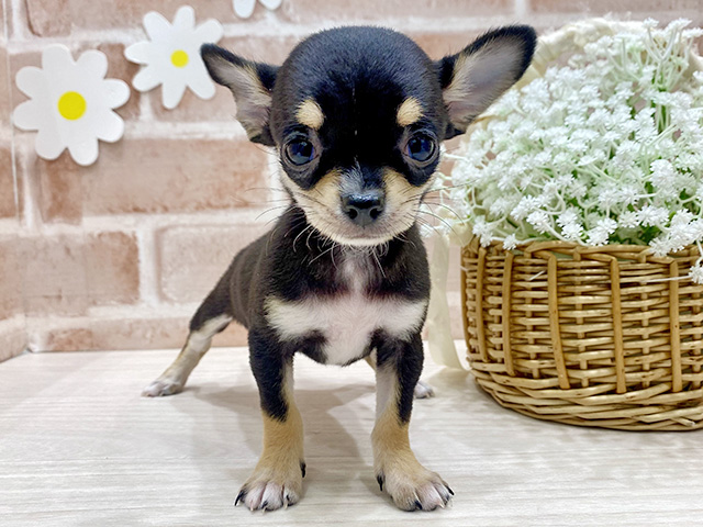 福岡県のチワワ(スムース) (ペッツファースト筑紫野店/2025年12月31日生まれ/女の子/ブラックタンホワイト)の子犬の1枚目の画像