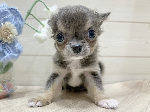 大阪府のチワワ(ロング) (ペッツファーストららぽーと門真店/2026年1月1日生まれ/女の子/ブルータンホワイト)の子犬の1枚目の画像