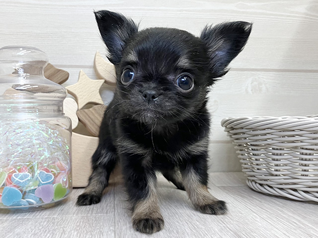 愛知県のチワワ(ロング) (ペッツファースト大高店/2026年1月1日生まれ/女の子/ブラックタン)の子犬の1枚目の画像