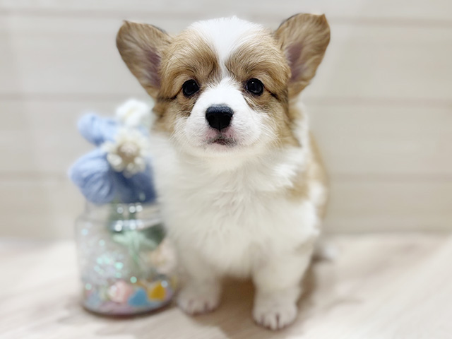 大阪府のウェルシュコーギーペンブローク (ペッツファーストららぽーと門真店/2026年1月1日生まれ/女の子/セーブルホワイト)の子犬