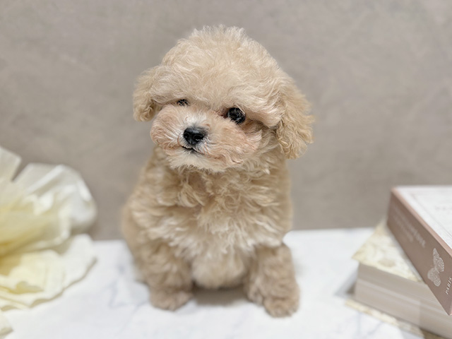 東京都のトイプードル(ティーカップ) (ペッツファースト代官山店/2026年1月1日生まれ/男の子/クリーム)の子犬の1枚目の画像