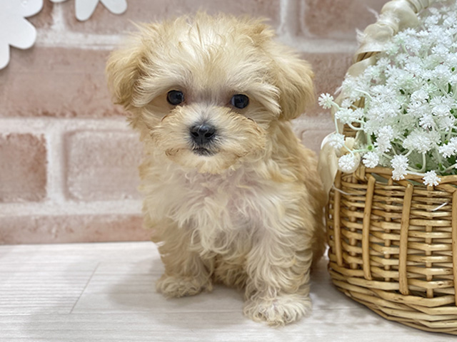 福岡県のマルプー(マルチーズ×プードル) (ペッツファースト筑紫野店/2026年1月1日生まれ/女の子/アプリコット)の子犬の1枚目の画像