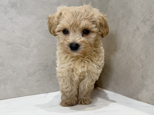 静岡県のマルプー(マルチーズ×プードル) (ペッツファースト富士宮店/2026年1月1日生まれ/男の子/アプリコット)の子犬の1枚目の画像